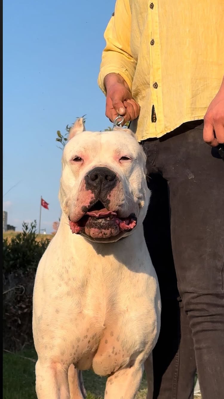 Ares